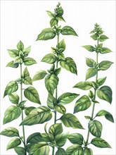 Botanical illustration of tall herb plants with green leaves, AI generated