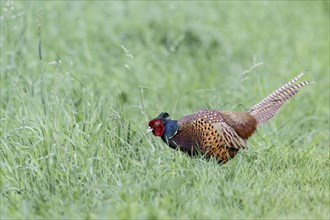 Hunting Pheasant (Phasianus colchicus), Emsland, Lower Saxony, Germany, Europe