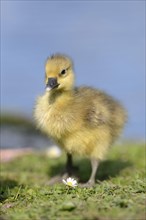 Close-up of a Greylag Goose (Anser anser) chick on a medow in spring