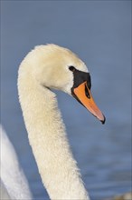 Portrait of a Mute Swan (Cygnus olor) swimming in the water in spring