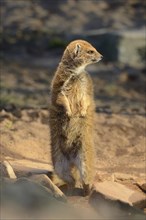 Yellow Mongoose or red meerkat (Cynictis penicillata) making male
