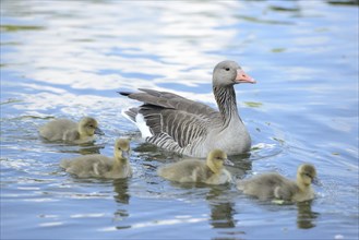 Close-up of Greylag Goose (Anser anser) mother with her chicks swimming in the water in spring