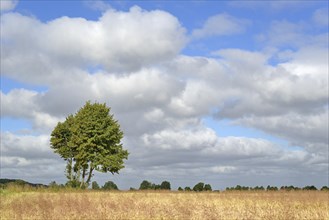 Deciduous tree, maple (Acer) by a grain field, blue cloudy sky, North Rhine-Westphalia, Germany,