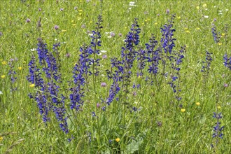 Meadow clary (Salvia pratensis) in a meadow, bee forage meadow, forage meadow, Baden-Wuerttemberg,