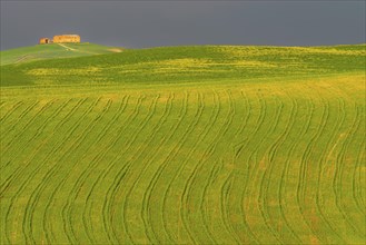 Traces on a cultivated area, Crete Senesi, Province of Siena, Tuscany, Italy, Europe