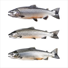 Three isolated images of Salmon fish with transparent background. AI generated