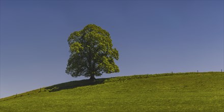 Single English oak (Quercus robur), near Legau, Allgaeu, Bavaria, Germany, Europe