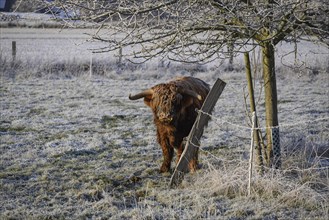 Single cow standing under a tree and leaning against a frost-covered fence, Frosty winter time in