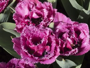 Close-up of purple-pink tulips with jagged petals and green foliage, many colourful, blooming