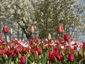 Dense arrangement of red and pink tulips in front of flowering trees in spring, many colourful,