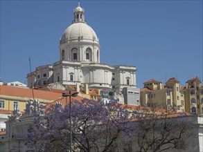 Impressive building with a large dome and purple blossoming trees in the foreground under a blue