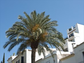 Tall palm tree in front of modern, white buildings under a clear blue sky, ibiza, Spain, Europe