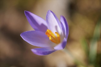 Close-up of lilac Crocus blooming in spring, Bavaria, Germany, Europe
