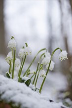 Close-up of spring snowflake (Leucojum vernum) blooming in spring, Bavaria, Germany, Europe