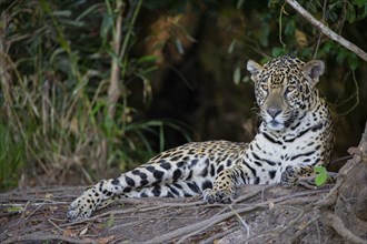 Jaguar (Panthera onca) Pantanal Brazil