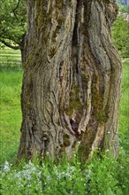 Bark, bark of the linden tree (Tilia), Allgaeu, Bavaria, Germany, Europe