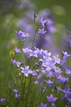 Close-up of a flower meadow with spreading bellflower (Campanula patula) blossoms in early summer