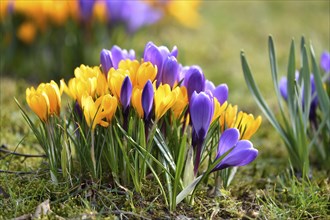 Spring Crocus or Giant Crocus (Crocus cultivars) flowering colourful in spring