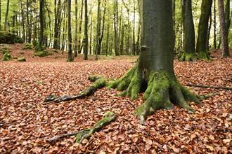 Landscape of a European beech or common beech (Fagus sylvatica) forest in autumn, Bavaria, Germany,