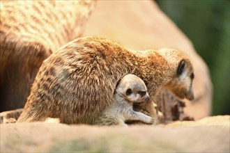 Close-up of a meerkat or suricate (Suricata suricatta) mother with her youngsters in summer