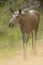 Close-up of a Eurasian elk (Alces alces) in a forest in early summer, Bavarian Forest National