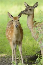 Close-up of two sika deer (Cervus nippon) female on a meadow in spring