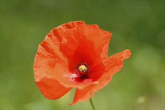 Close-up of a corn poppy (Papaver rhoeas) blossom in a meadow in spring
