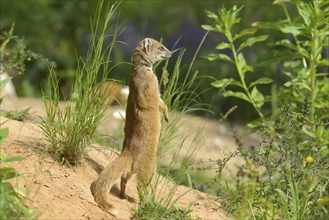 Close-up of a yellow mongoose (Cynictis penicillata) in spring