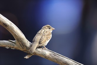 Close-up of a house sparrow (Passer domesticus) in summer