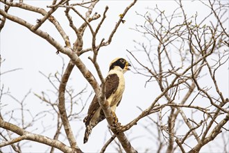 Laughing falcon (Herpetotheres cachinnans) Pantanal Brazil