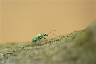 Close-up of a Phyllobius or weevil (Phyllobius argentatus) walking on a branch in spring