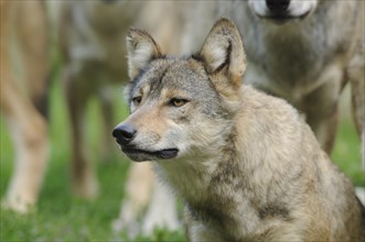 Algonquin wolf (Canis lupus lycaon) in a meadow, captive, Germany, Europe