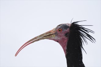 Close-up of a northern bald ibis (Geronticus eremita) in winter, captive