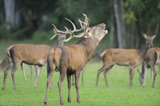 Red deer (Cervus elaphus) male roaring at the edge of the woods