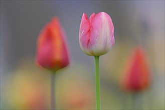Pink-red tulip (Tulipa), blurred tulips in the background, North Rhine-Westphalia, Germany, Europe