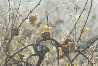 Vine, vine with overripe grapes, open vineyard, Moselle, Rhineland-Palatinate, Germany, Europe