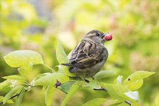 A house sparrow (Passer domesticus) with a fruit of the snowy mespilus (Amelanchier ovalis) in its