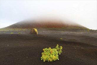 Canary Island dock (Rumex lunaria) and lava bomb in front of the Caldera Colorada, Parque Natural