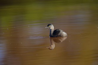 Least grebe (Tachybaptus dominicus) Pantanal Brazil