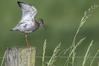 Common redshank (Tringa totanus), standing on a pole, Lower Saxony, Germany, Europe