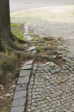 Power of nature, tree roots lift paving stones, Germany, Europe
