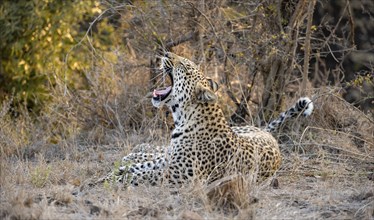 Leopard (Panthera pardus), yawning, lying in dry grass, adult, Kruger National Park, South Africa,