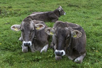 Allgaeu cows in a meadow, gabled house, Bad Hindelang, Allgaeu, Bavaria, Germany, Europe