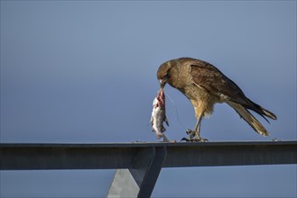 Chimango caracara (Phalcoboenus chimango, syn.: Milvago chimango) eating a fish, Buenos Aires,