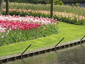 A flower bed in bloom with pink and red tulips along a river in spring, many colourful, blooming