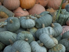 Different coloured pumpkins in shades of grey and green, partly surrounded by orange pumpkins, many