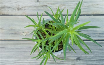 Top down view of Aloe barbadensis, Aloe Vera, plant on wooden tabletop
