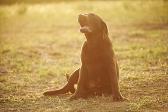 Close-up of a Labrador Retriever on a meadow in late summer