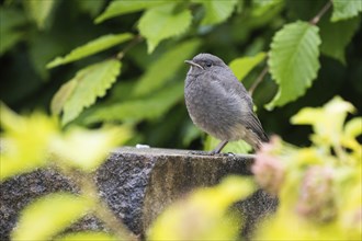 A redstart (Phoenicurus ochruros), young bird, sitting on stone, surrounded by green leaves,