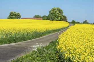 Small gravel road through blooming rapeseed field in front of farm with chestnut trees in Onslunda,